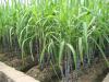 Home-Grown Sugar Cane