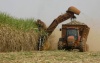 Harvesting Sugar Cane
